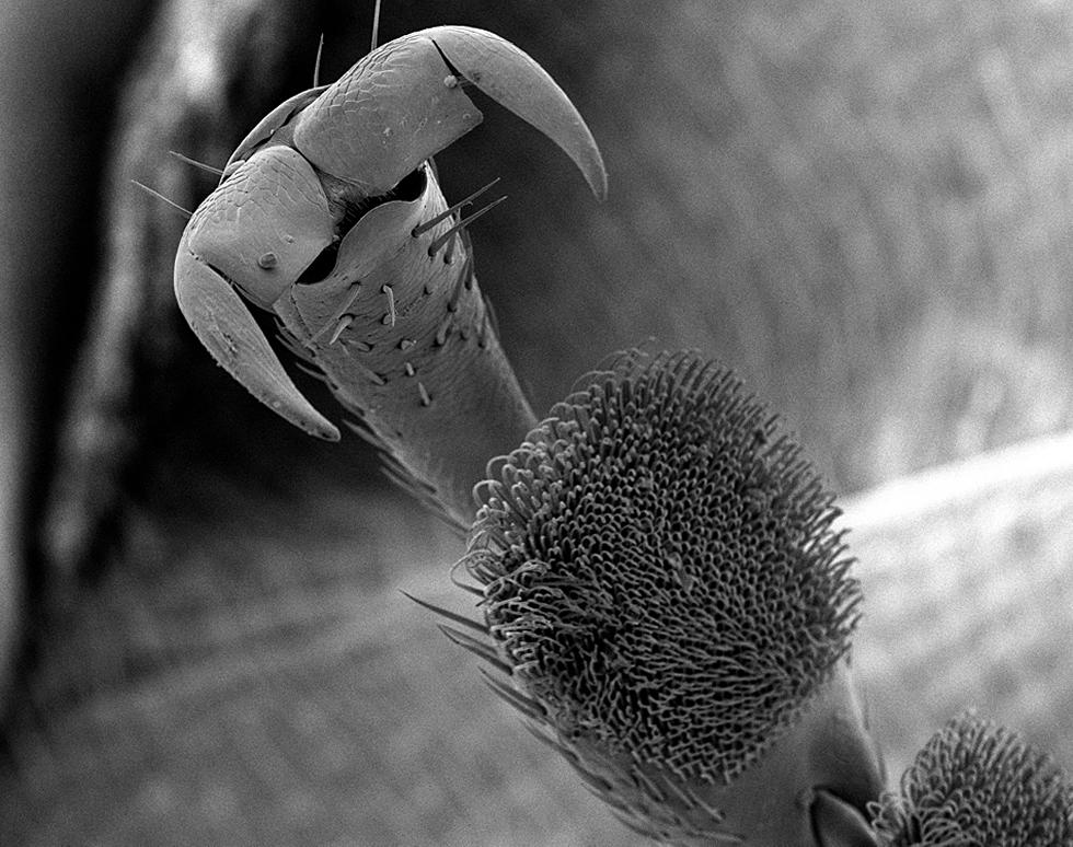 Ladybird leg